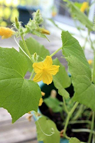 Backyard Safari Company Sunny-Side Up Gardens  Little Fresh Veggie Garden - Image 4